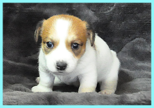 ジャックラッセルテリア　オス　子犬販売の専門店　AngelWan　横浜