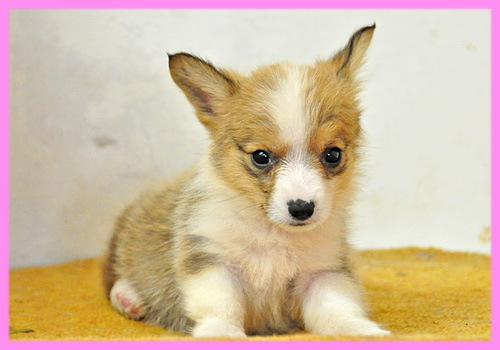 コーギー　メス　子犬販売の専門店　AngelWan　横浜