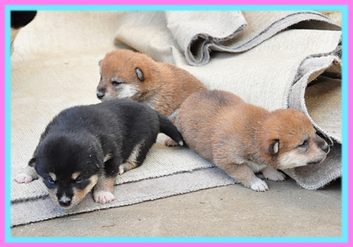 柴犬　子犬販売の専門店　AngelWan　横浜