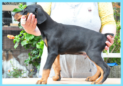 ドーベルマン ブラックタン オス 子犬販売の専門店 AngelWan 横浜