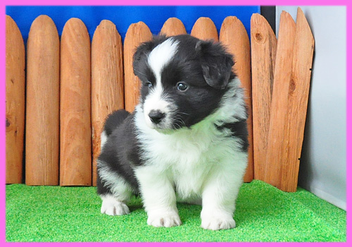 ボーダーコリー　ブラック＆ホワイト　メス　子犬販売の専門店　AngelWan　横浜