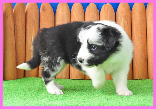 ボーダーコリー ブルーマール メス 子犬販売の専門店 AngelWan 横浜