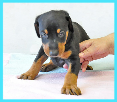 ドーベルマン　ブラックタン　オス　子犬販売の専門店　AngelWan　横浜