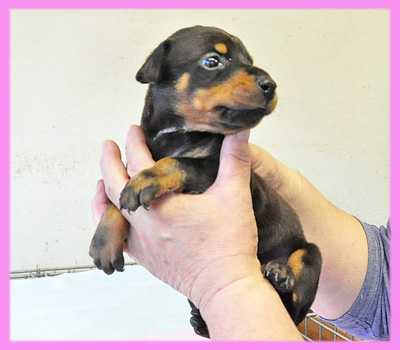 ドーベルマン　ブラックタン　メス　子犬販売の専門店　AngelWan　横浜