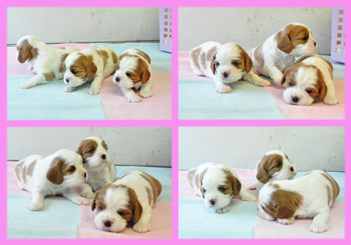 キャバリア メス 子犬販売の専門店 AngelWan 横浜
