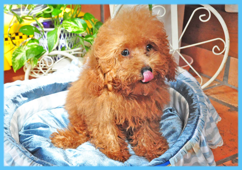 トイプードル レッド オス 子犬販売の専門店 AngelWan 横浜