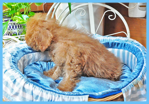 トイプードル　レッド　オス　子犬販売の専門店　AngelWan　横浜