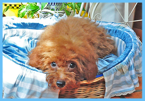 トイプードル　レッド　オス　子犬販売の専門店　AngelWan　横浜