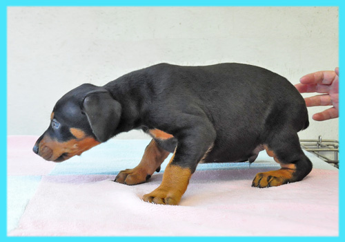 ドーベルマン　ブラックタン　オス　子犬販売の専門店　AngelWan　横浜