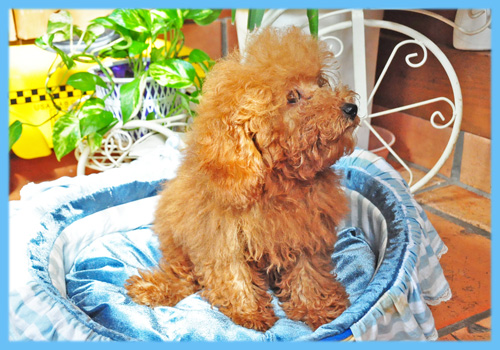 トイプードル レッド オス 子犬販売の専門店 AngelWan 横浜