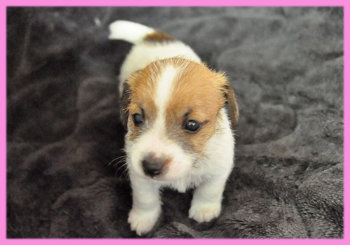 ジャックラッセルテリア　タン＆ホワイト　メス　子犬販売の専門店　AngelWan　横浜