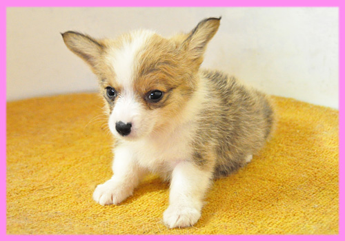 コーギー　メス　子犬販売の専門店　AngelWan　横浜