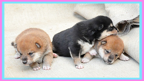 柴犬 子犬販売の専門店 AngelWan 横浜