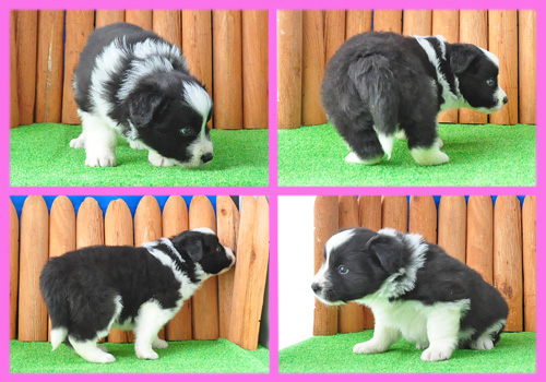 ボーダーコリー　ブラック＆ホワイト　メス　子犬販売の専門店　AngelWan　横浜