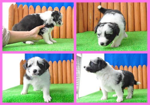 ボーダーコリー ブルーマール メス 子犬販売の専門店 AngelWan 横浜