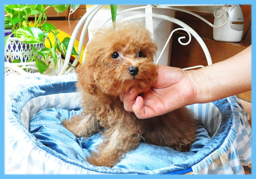 トイプードル　レッド　オス　子犬販売の専門店　AngelWan　横浜