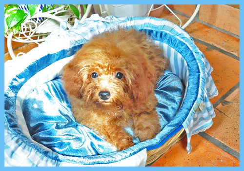 トイプードル　レッド　オス　子犬販売の専門店　AngelWan　横浜