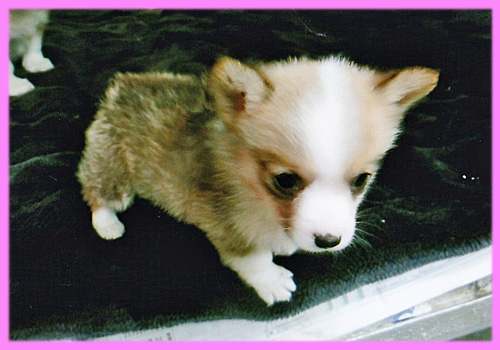 コーギー　レッド＆ホワイト　メス　子犬販売の専門店　AngelWan　横浜