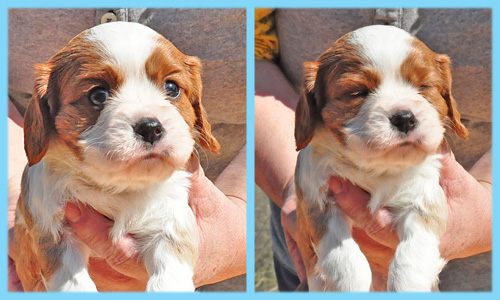 キャバリア　ブレンハイム　オス　子犬販売の専門店　AngelWan　横浜