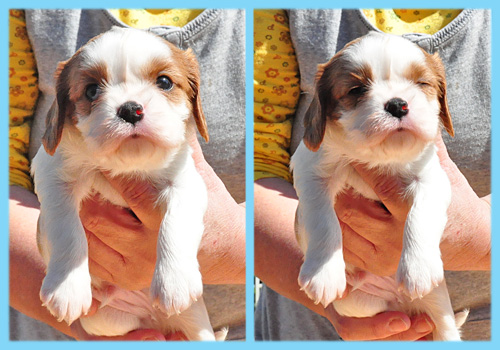 キャバリア　ブレンハイム　オス　子犬販売の専門店　AngelWan　横浜