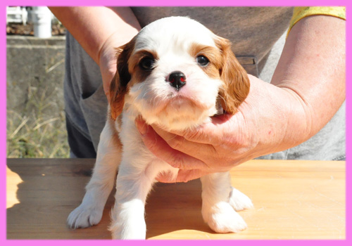 キャバリア　ブレンハイム　メス　子犬販売の専門店　AngelWan　横浜