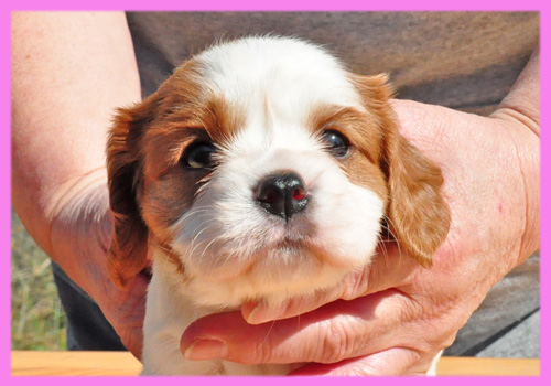 キャバリア ブレンハイム メス 子犬販売の専門店 AngelWan 横浜