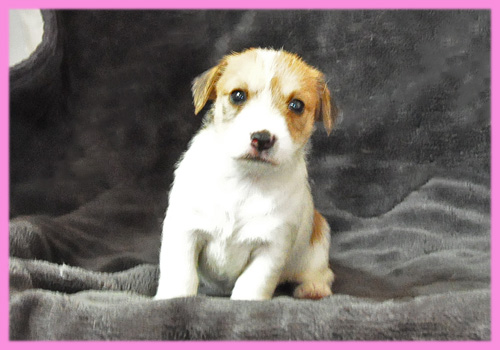 ジャックラッセルテリア　タン＆ホワイト　メス　子犬販売の専門店　AngelWan　横浜