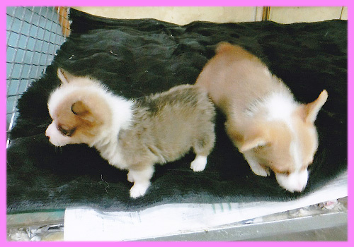 コーギー　レッド＆ホワイト　メス　子犬販売の専門店　AngelWan　横浜