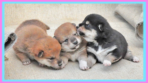 柴犬 子犬販売の専門店 AngelWan 横浜