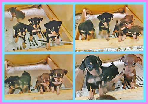 ミニチュアピンシャー　子犬販売の専門店　AngelWan　横浜