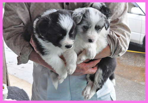 ボーダーコリー　メス　子犬販売の専門店　AngelWan　横浜