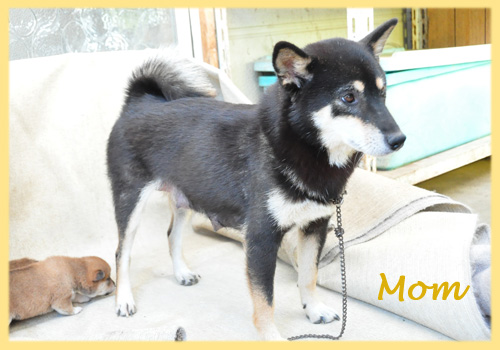 柴犬 母犬 子犬販売の専門店 AngelWan 横浜