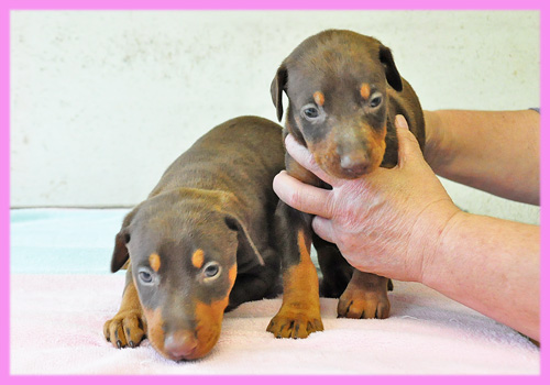 ドーベルマン　チョコレートタン　メス　子犬販売の専門店　AngelWan　横浜
