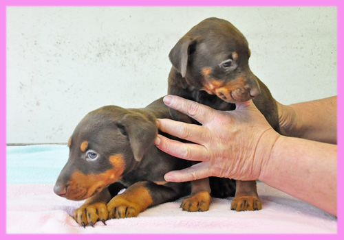 ドーベルマン　チョコレートタン　メス　子犬販売の専門店　AngelWan　横浜