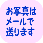 ブリーダーの子犬販売の専門店 AngelWan 横浜