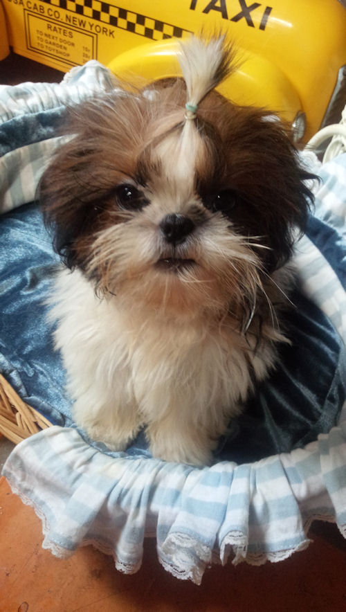 シーズー　ブリーダー直販　仔犬