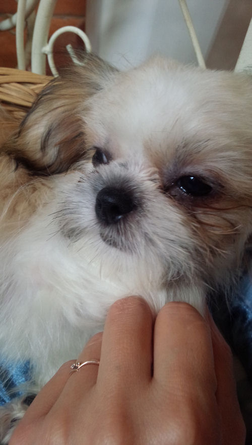 シーズー ペットショップ 仔犬