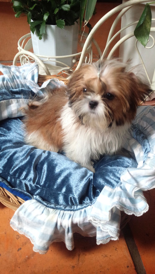 シーズー　小型犬　室内犬　おとなしい