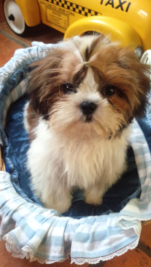 シーズー　動画　ＹｏｕＴｕｂｅ