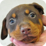 ドーベルマン　チョコレートタン　メス　子犬販売の専門店　AngelWan　横浜