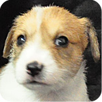 ジャックラッセルテリア　タン＆ホワイト　メス　子犬販売の専門店　AngelWan　横浜