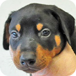 ドーベルマン　ブラックタン　オス　子犬販売の専門店　AngelWan　横浜