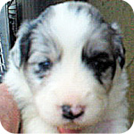 ボーダーコリー　ブルーマール　メス　子犬販売の専門店　AngelWan　横浜