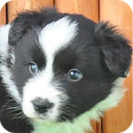 ボーダーコリー　ブラック＆ホワイト　メス　子犬販売の専門店　AngelWan　横浜