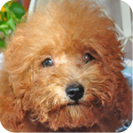 トイプードル レッド オス 子犬販売の専門店 AngelWan 横浜