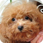トイプードル　レッド　オス　子犬販売の専門店　AngelWan　横浜