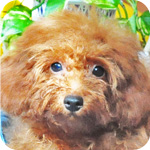 トイプードル　レッド　オス　子犬販売の専門店　AngelWan　横浜