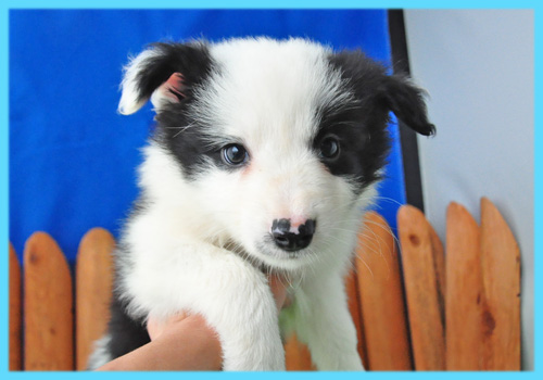 ボーダーコリー　ブラック＆ホワイト　オス　子犬販売の専門店　AngelWan　横浜