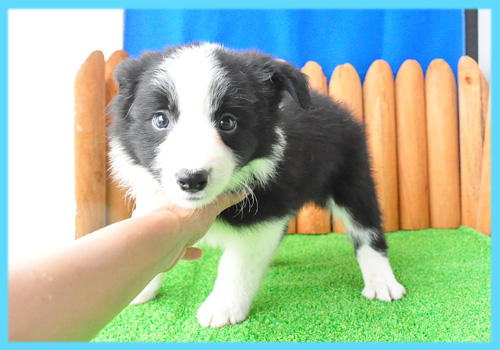 ボーダーコリー　ブラック＆ホワイト　オス　子犬販売の専門店　AngelWan　横浜