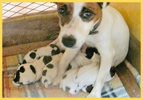 ジャックラッセルテリア　オス　メス　子犬販売の専門店　AngelWan　横浜